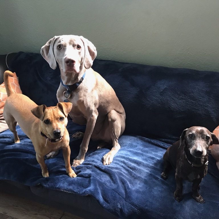 Three dogs are posing for a photo on a blue blanket. On the left is a caramel-colored medium-sized standing dog. In the middle is a sitting grey Weimaraner. On the right is a small sitting Dachshund-Chihuahua mix.